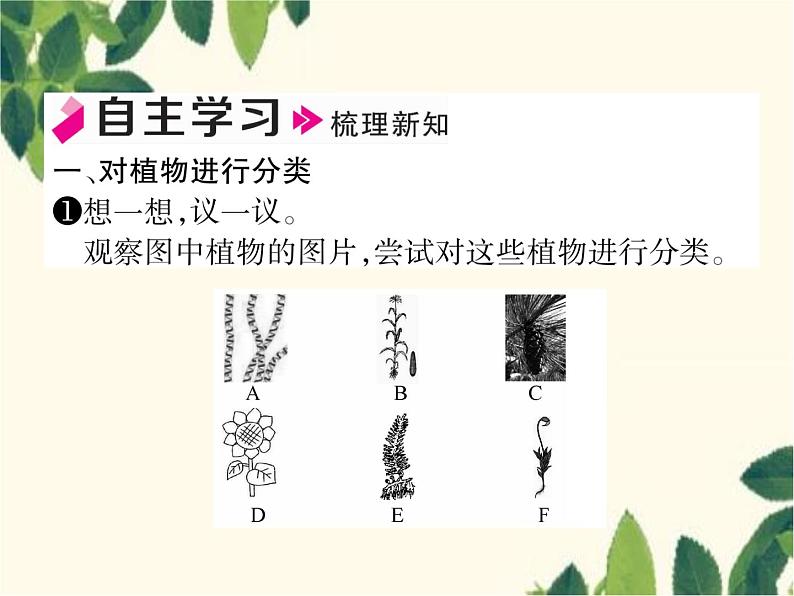 冀少版生物七年级上册 5.1 尝试对生物进行分类课件02