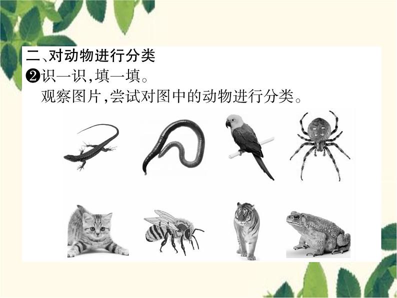 冀少版生物七年级上册 5.1 尝试对生物进行分类课件04