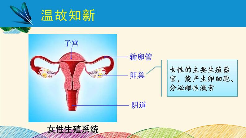 人教版生物七年级下册 第一章 人的由来第 二节 人的生殖(案例一)第二课时-课件03