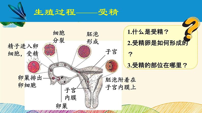 人教版生物七年级下册 第一章 人的由来第 二节 人的生殖(案例一)第二课时-课件05
