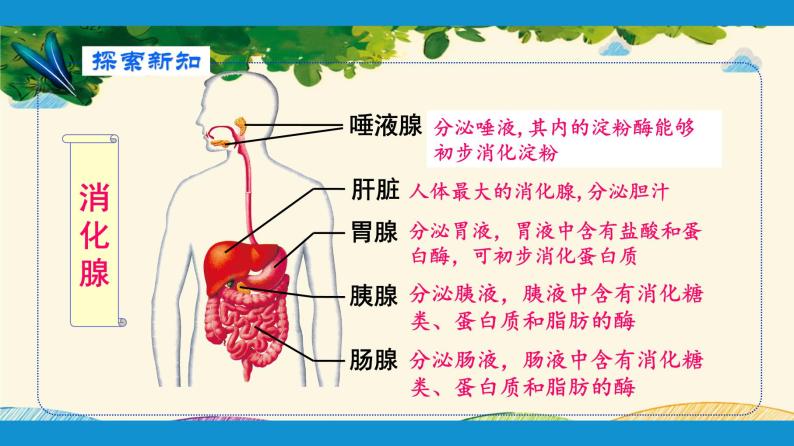 人教版生物七年级下册 第二章  人体的营养    第二节  消化和吸收（案例一）第二课时-课件07