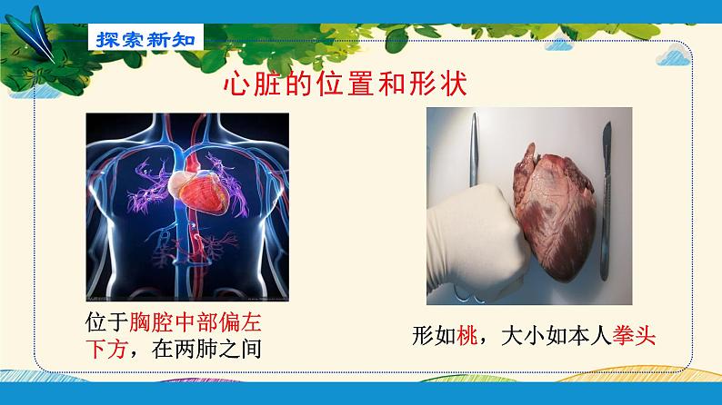 人教版生物七年级下册 第四章 人体内物质 的运输 第三节 输送血液的泵——心脏(案例一)第一课时-课件第4页