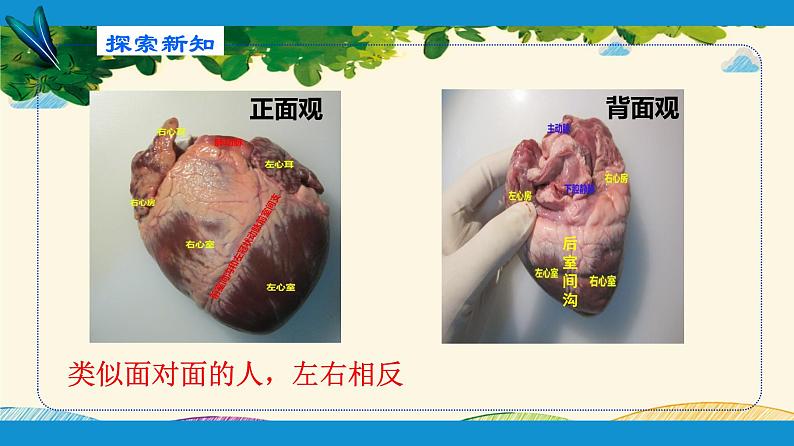 人教版生物七年级下册 第四章 人体内物质 的运输 第三节 输送血液的泵——心脏(案例一)第一课时-课件第7页