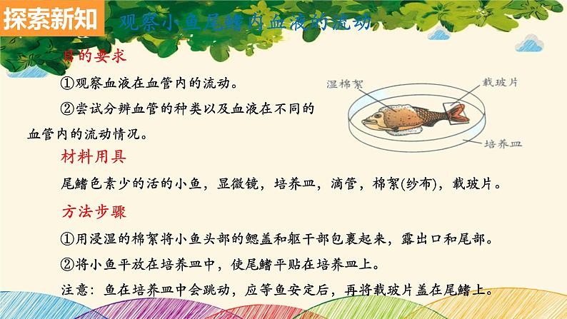 人教版生物七年级下册 第四章 人体内物质 的运输 第二节 血流的管道——血管(案例一)-课件第4页