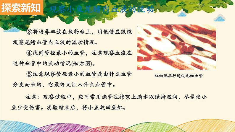 人教版生物七年级下册 第四章 人体内物质 的运输 第二节 血流的管道——血管(案例一)-课件第5页