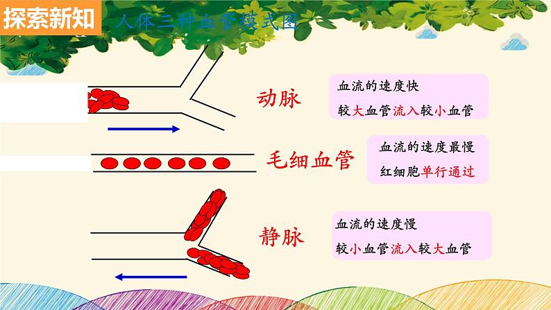 人教版生物七年级下册 第四章 人体内物质 的运输 第二节 血流的管道——血管(案例一)-课件第7页