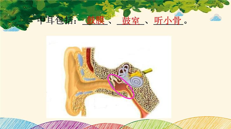 人教版生物七年级下册 第六章 人体生命活 动的调节 第一节 人体对外界环境的感知(案例一)第二课时-课件07