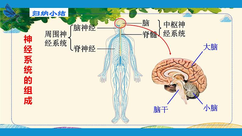 人教版生物七年级下册 第六章 人体生命活 动的调节 第二节 神经系统的组成(案例一)-课件第7页