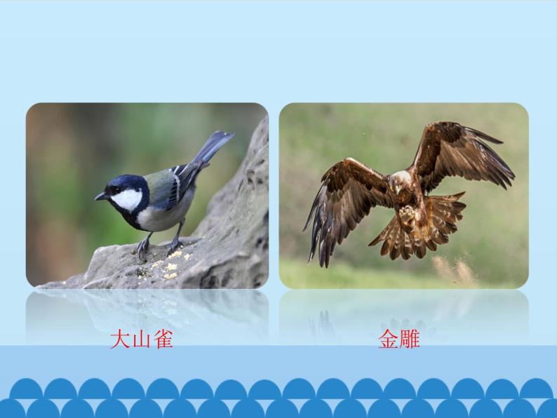 第一章第六节鸟类---2023-2024学年鲁科版（五四版）生物学八年级上册课件06