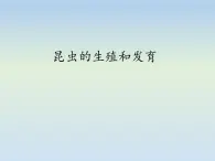 8.1.2昆虫的生殖和发育---2023-2024学年鲁科版（五四学制）生物学八年级下册课件 (2)