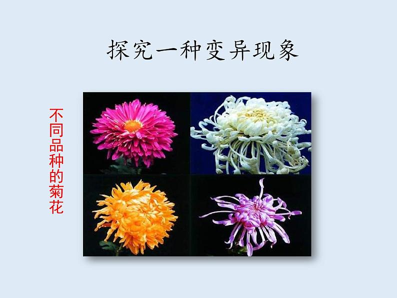 8.2.5生物的变异---2023-2024学年鲁科版(五四学制)生物学八年级下册课件02