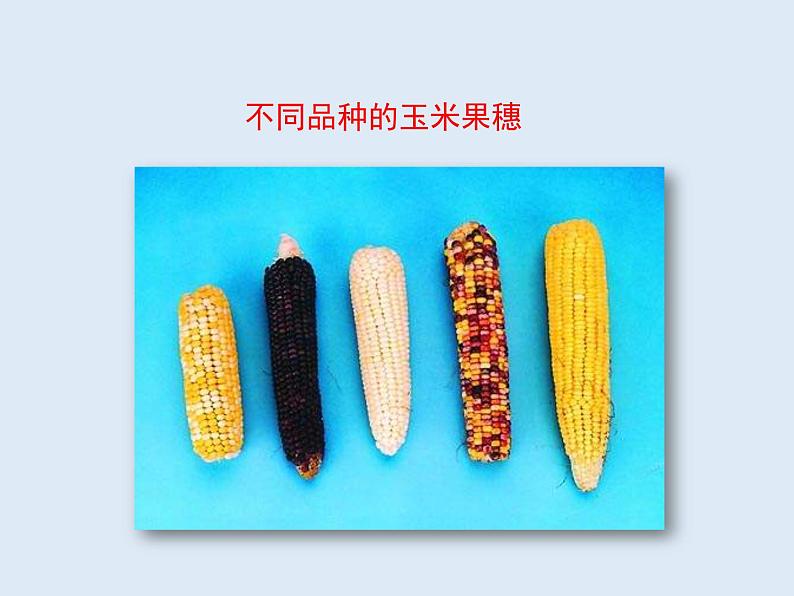 8.2.5生物的变异---2023-2024学年鲁科版(五四学制)生物学八年级下册课件03