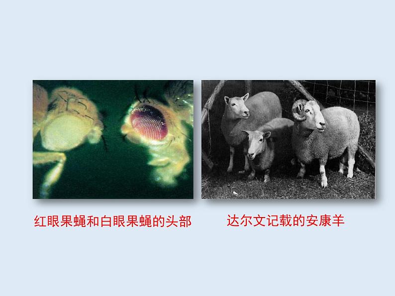 8.2.5生物的变异---2023-2024学年鲁科版(五四学制)生物学八年级下册课件04