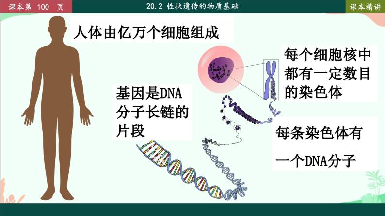 北师大版生物八年级上册 20.2 性状遗传的物质基础课件06