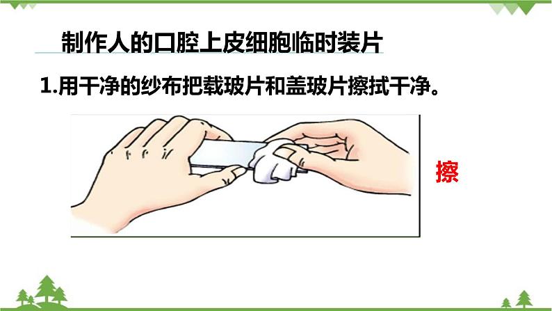 人教版生物七年级上册 动物细胞课件02
