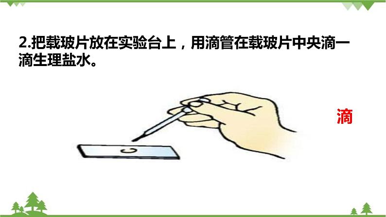 人教版生物七年级上册 动物细胞课件03