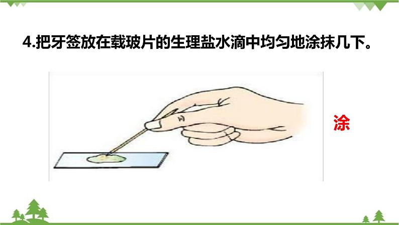 人教版生物七年级上册 动物细胞课件05