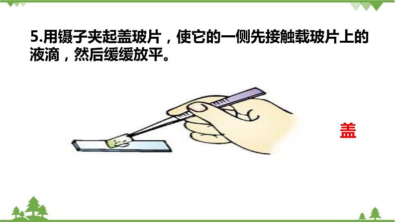 人教版生物七年级上册 动物细胞课件06
