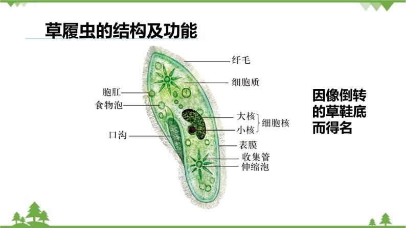 人教版生物七年级上册  单细胞生物课件08