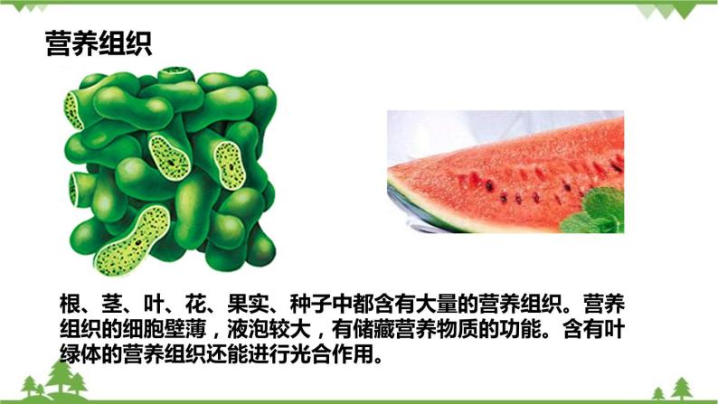 人教版生物七年级上册  植物体的结构层次课件08