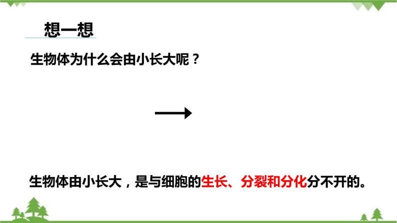 人教版生物七年级上册  细胞通过分裂产生新细胞课件02