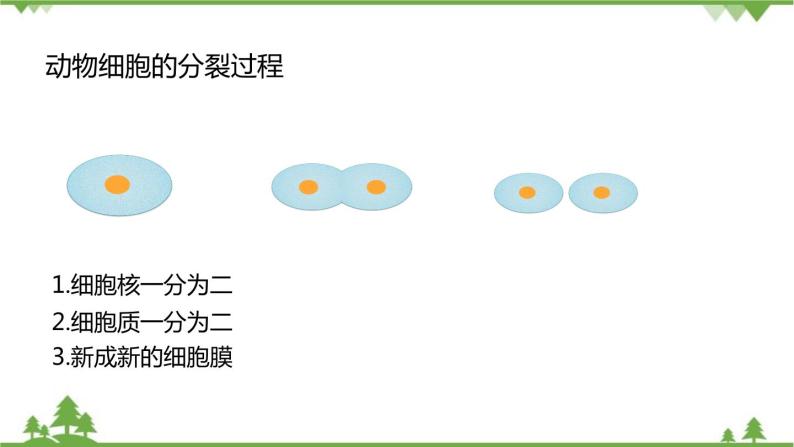 人教版生物七年级上册  细胞通过分裂产生新细胞课件08