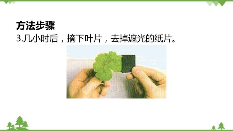 人教版生物七年级上册  绿色植物是生物圈中有机物的制造者课件06