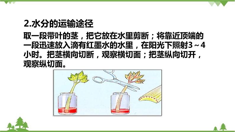 人教版生物七年级上册 3.3绿色植物参与生物圈的水循环课件第3页