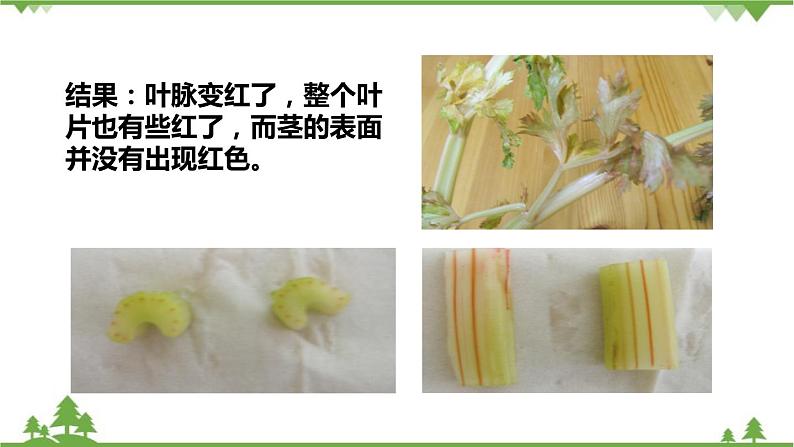 人教版生物七年级上册 3.3绿色植物参与生物圈的水循环课件第4页