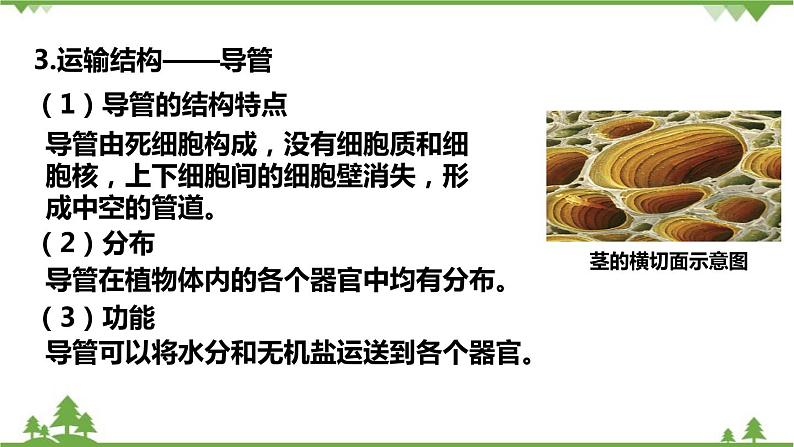 人教版生物七年级上册 3.3绿色植物参与生物圈的水循环课件第5页