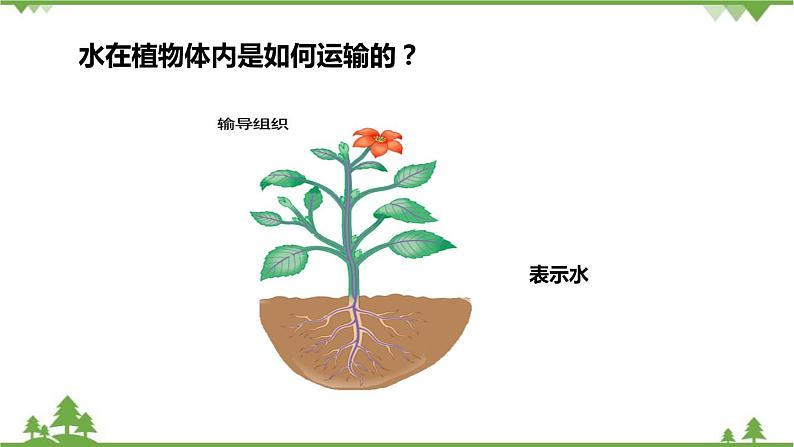 人教版生物七年级上册 3.3绿色植物参与生物圈的水循环课件第6页