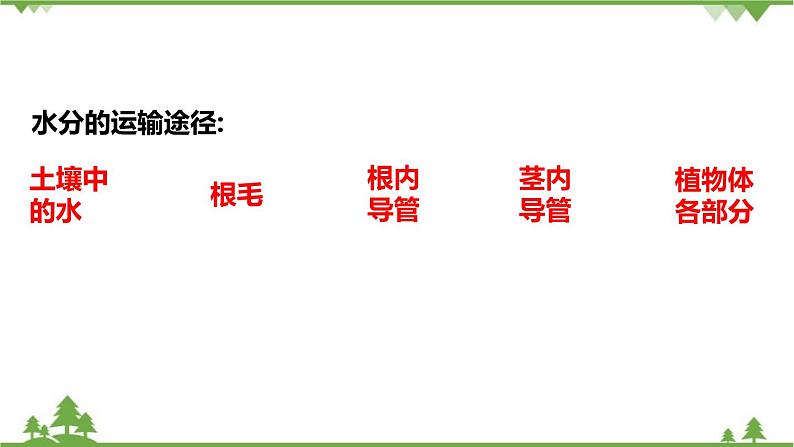 人教版生物七年级上册 3.3绿色植物参与生物圈的水循环课件第7页