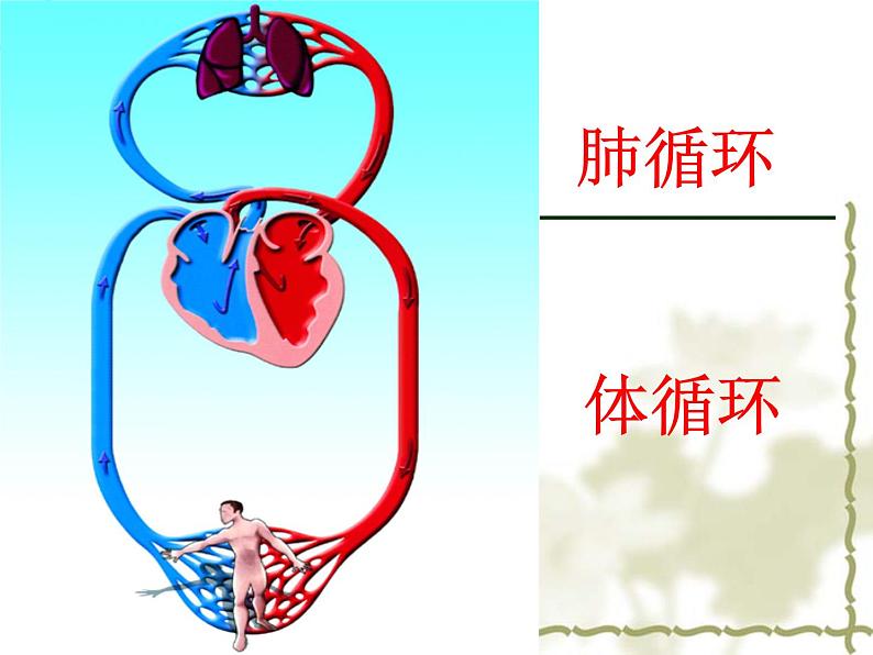 《第三节 物质运输的路线》课件第7页