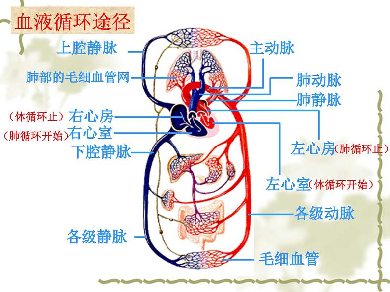 《第三节 物质运输的路线》课件第8页