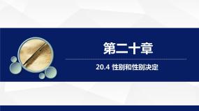 初中生物北师大版八年级上册第4节  性别和性别决定教学ppt课件