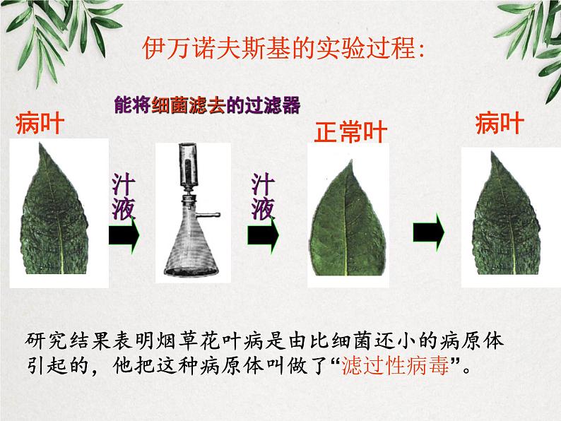 《病毒》课件05