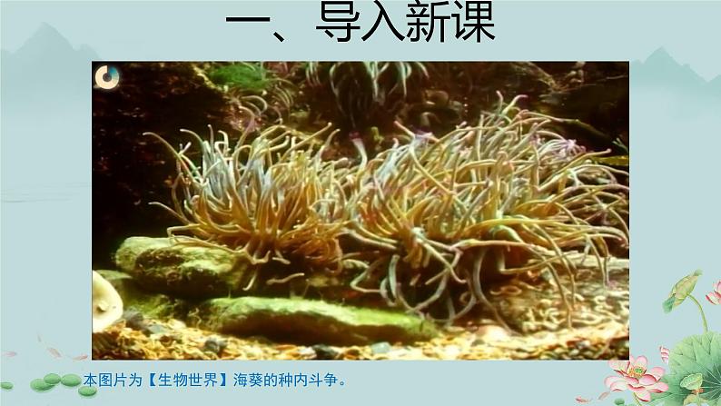 第一节 腔肠动物和扁形动物 第1课时 课件第2页
