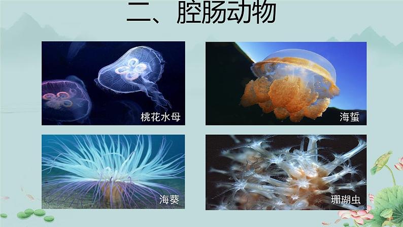 第一节 腔肠动物和扁形动物 第1课时 课件第3页