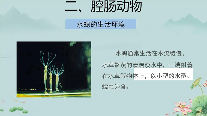 第一节 腔肠动物和扁形动物 第1课时 课件第6页
