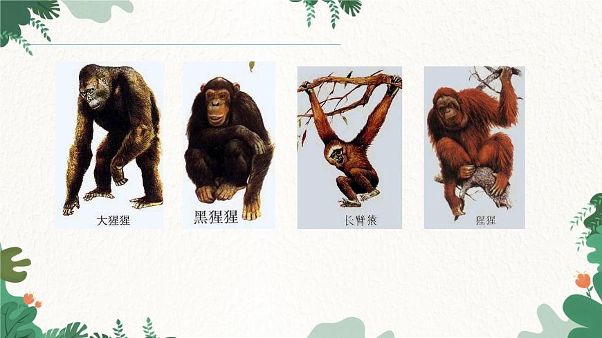 人教版生物七年級下冊 第一章第一節(jié)人類的起源和發(fā)展課件第5頁