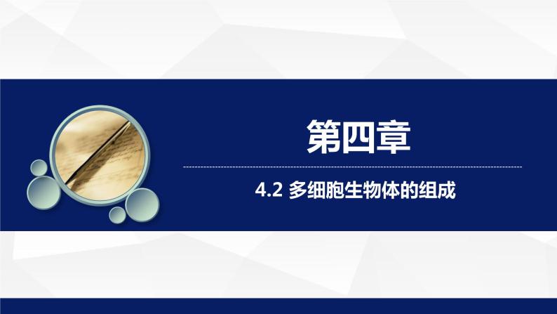 苏教版七年级生物上册 4.2 多细胞生物体的组成教学课件01