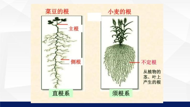 苏教版七年级生物上册 5.2植物根的生长教学课件06