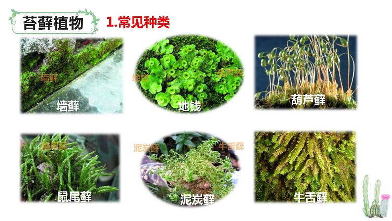 北师大版八年级生物下册课件 22.3 植物的主要类群(第1课时)第6页