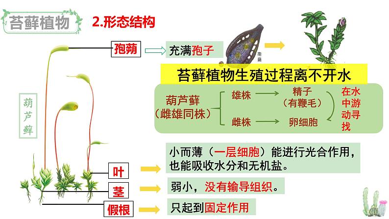 北师大版八年级生物下册课件 22.3 植物的主要类群(第1课时)第7页