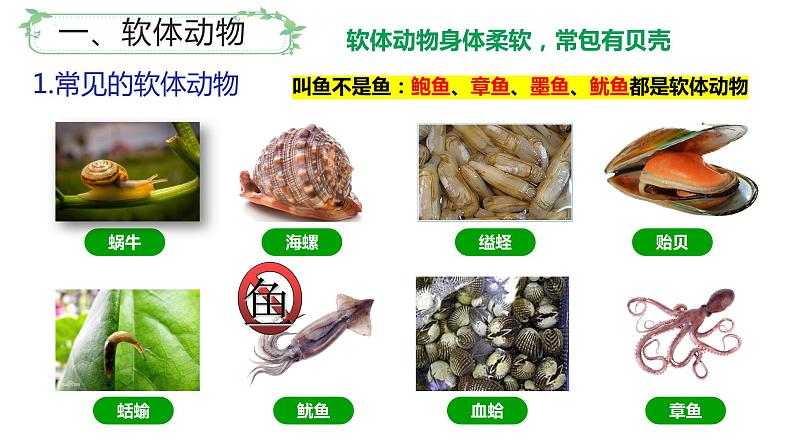 北师大版八年级生物下册课件 22.4 动物的主要类群(第2课时)04