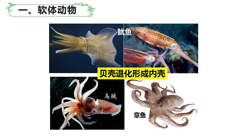北师大版八年级生物下册课件 22.4 动物的主要类群(第2课时)06