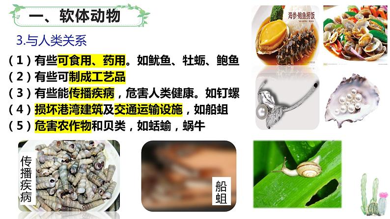 北师大版八年级生物下册课件 22.4 动物的主要类群(第2课时)08