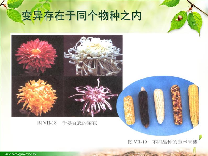 人教版生物八年级下册 第五节 生物的变异 (3) 课件第7页