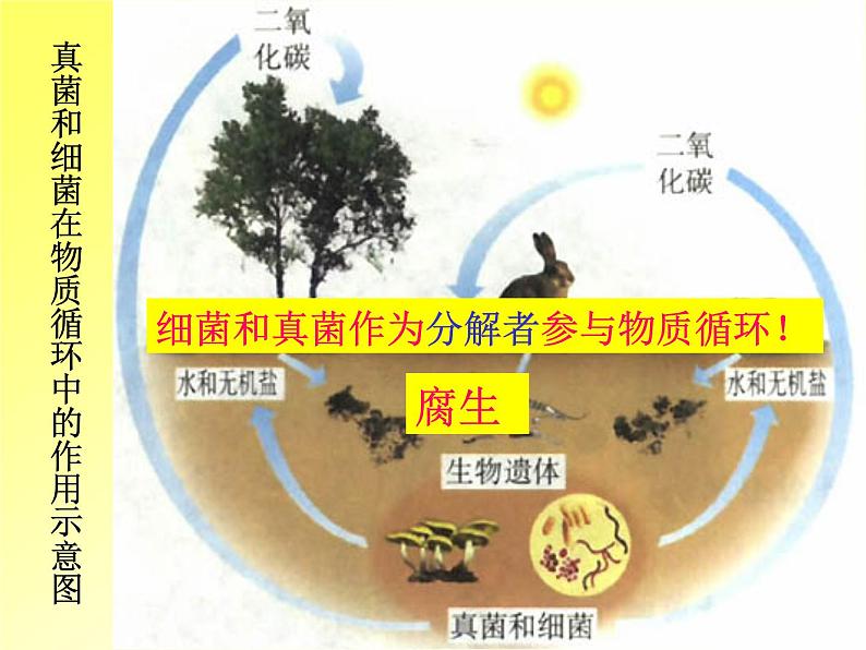 5.4.4 细菌和真菌在自然界中的作用(教学课件)人教版八年级生物上册第3页