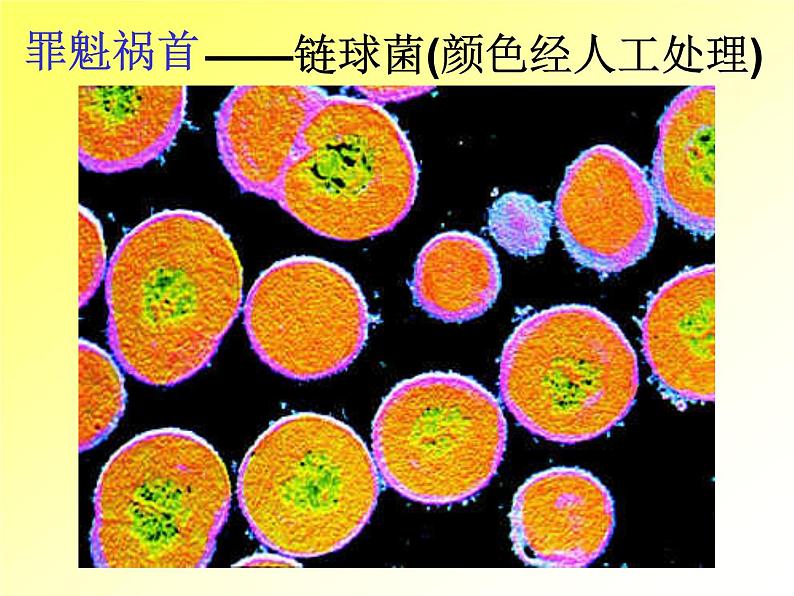 5.4.4 细菌和真菌在自然界中的作用(教学课件)人教版八年级生物上册第8页